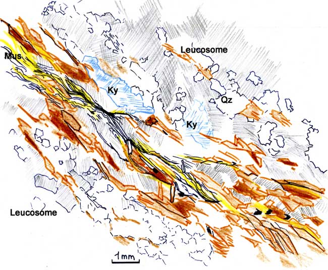 Leucosome Interprétation