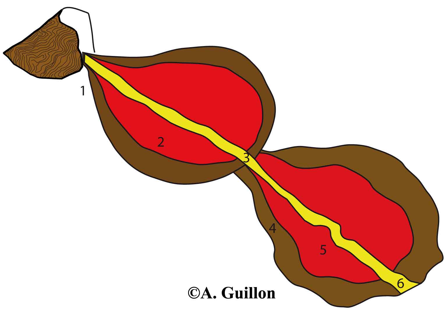 Mode de formation des tunnels de lave